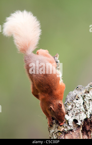 Red squirrel Sciurus vulgaris feeding on fallen log in woodland,  Strathspey, Scotland Stock Photo