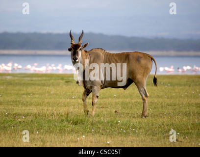 Eland in Nukuru national park, Kenya, East Africa Stock Photo