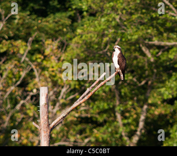 Osprey (Pandion haliaetus) perched on tree at side of Loch, Strathspey, Scotland Stock Photo