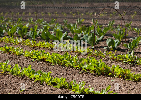 Row of Leaf Beet ‘Bright Lights’, Beta vulgaris growing with Swiss Chard, Ruby Chard and Cabbages 'Greyhound' and Primo' Stock Photo
