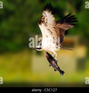 Osprey Pandion haliaetus with large trout in Talons, Spey Valley, Scotland Stock Photo