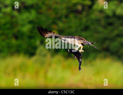 Osprey Pandion haliaetus with large trout in Talons, Spey Valley, Scotland Stock Photo
