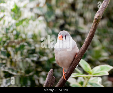 A normal hen Zebra finch Stock Photo