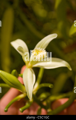 Vanilla Orchid in Bora Bora. Stock Photo