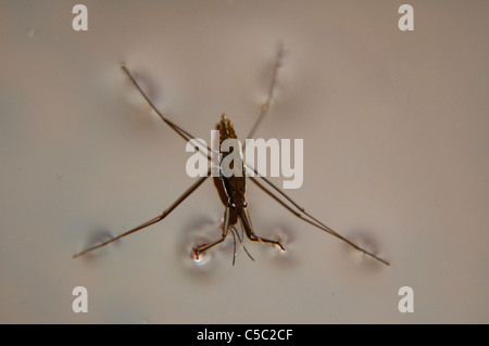 common water strider sitting atop the water. Stock Photo