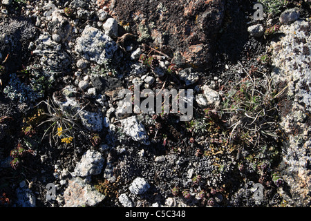 alpine tundra growing in the high Sierra Nevada mountains with flowers and lichen Stock Photo