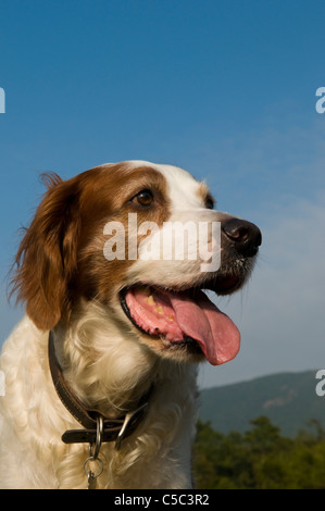 Portrait of an Irish Red and White Setter Dog Stock Photo