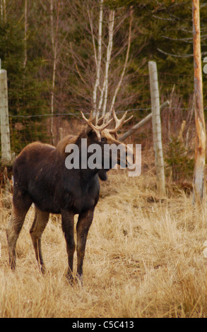 Bull Captivity CAPTIVE young bull moose in velvet antlers stands ankle deep in a pond ...