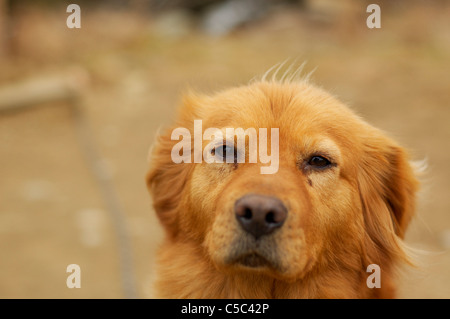 Portrait of a little river duck dog. Young female dog looks straight ahead and looks to be happy. Stock Photo