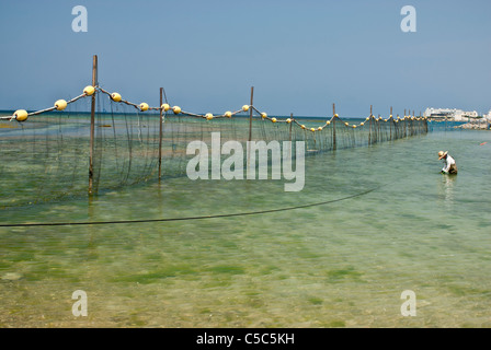 Fisherman standing in shallow sea Stock Photo