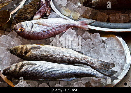 Fresh sea fishes closeup on ice Stock Photo