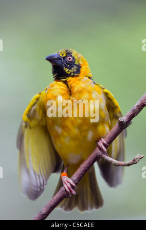 Village Weaver Bird; Ploceus cucullatus; on branch Stock Photo