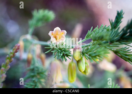 Wild Asparagus; Asparagus officinalis; Cornwall Stock Photo