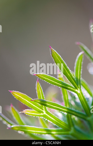 Wild Carrot; Daucus carota; Scotland Stock Photo