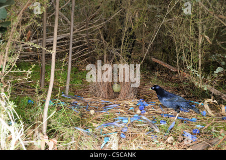 Satin Bowerbird Ptilonorhynchus violaceus Male and female at bower Photographed in ACT, Australia Stock Photo
