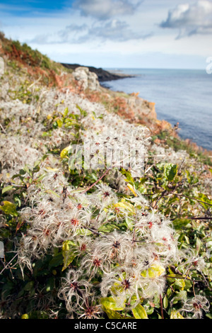 Traveler's Joy; Clematis vitalba; or Old Man's Beard; Lowland Point; Cornwall Stock Photo