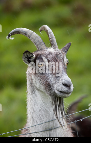Wild Goat; Capra hircus; Dumfries; Scotland Stock Photo