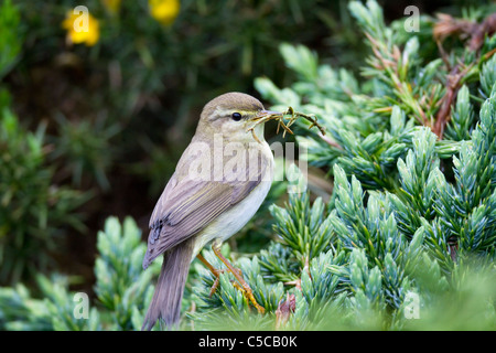 Willow Warbler; Phylloscopus trochilus; Scotland; with nesting material Stock Photo