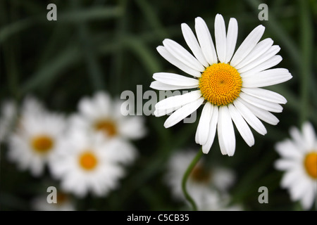 bright daisies on the background of grass Stock Photo