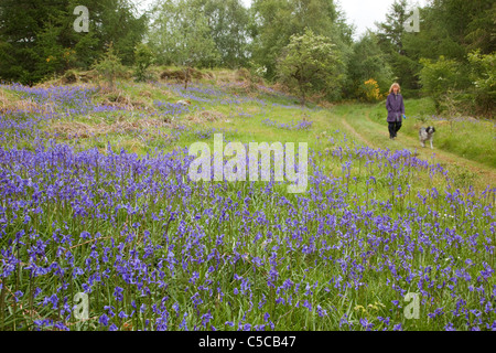 Walking in Wood Of Cree RSPB Reserve; Dumfries and Galloway; Scotland Stock Photo