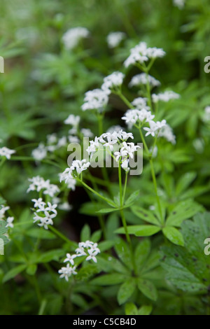 Woodruff; Galium odoratum; Scotland Stock Photo