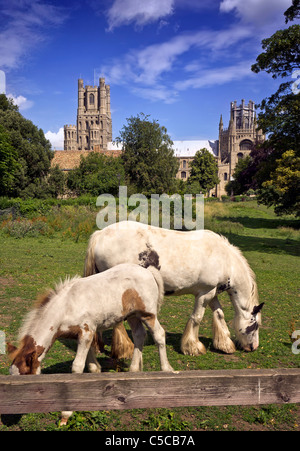 ely cathedral in field Stock Photo - Alamy