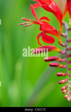 Crocosmia lucifer flowers in an english garden Stock Photo