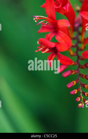 Crocosmia lucifer flowers in an english garden Stock Photo