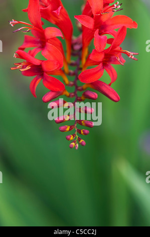 Crocosmia lucifer flowers in an english garden Stock Photo