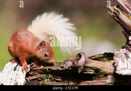 Red squirrel Sciurus vulgaris feeding on fallen log in woodland,  Strathspey, Scotland Stock Photo