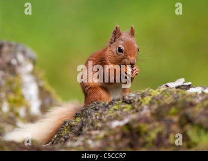 Red squirrel Sciurus vulgaris feeding on fallen log in woodland,  Strathspey, Scotland