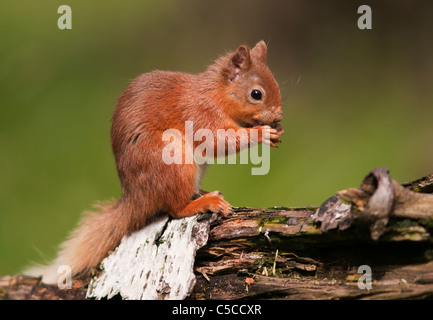 Red Squirrel Sciurus vulgaris feeding on fallen log in woodland,  Strathspey, Scotland Stock Photo
