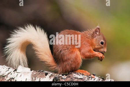 Red Squirrel Sciurus vulgaris feeding on fallen log in woodland,  Strathspey, Scotland Stock Photo