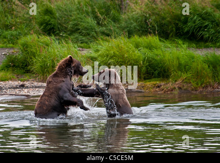 Grizzly Bear cubs, Ursus arctos horriblis, play-fighting in the Brooks River, Katmai National Park, Alaska, USA