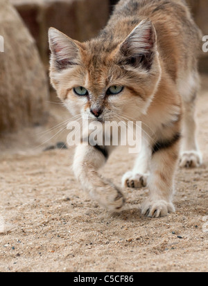 Male Arabian sand cat walking towards camera Stock Photo