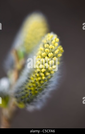 Bright yellow buds of willow macro Stock Photo