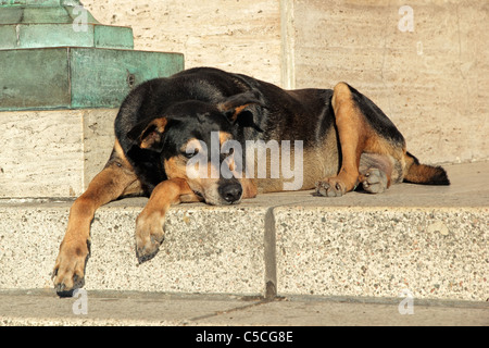 Homeless, stray street dog laying down on the steps of a building Stock Photo