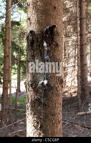 pine resin on the trunk Stock Photo