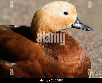 A female Ruddy Shelduck (Tadorna ferruginea) rests  beside the lake in St James' Park.  (Bird in a collection). London UK Stock Photo