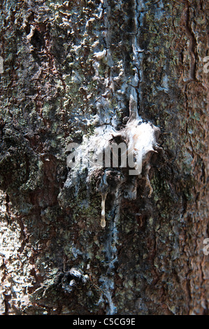 pine resin on the trunk Stock Photo
