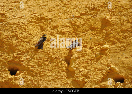 Sand martin (Riparia riparia) pair at the nest entrance in a sand cliff where the colony is established Stock Photo