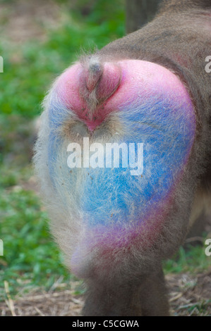 Mandrill Rear Mandrill ( Mandrillus sphinx Stock Photo - Alamy