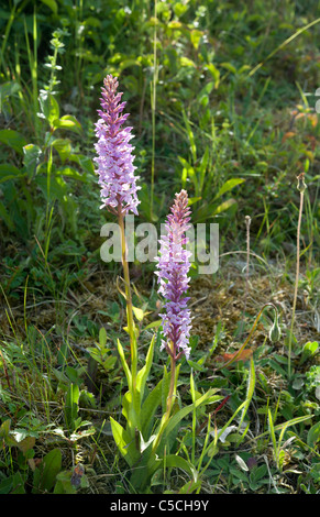 Dactylodenia fuchsii, a hybrid between Dactylorhiza fuchsii and Gymnadenia conopsea. Common Spotted Orchid and Fragrant Orchid Stock Photo