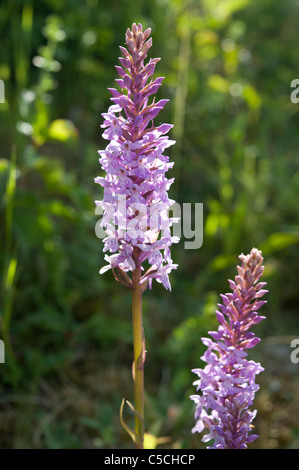 Dactylodenia fuchsii, a hybrid between Dactylorhiza fuchsii and Gymnadenia conopsea. Common Spotted Orchid and Fragrant Orchid Stock Photo