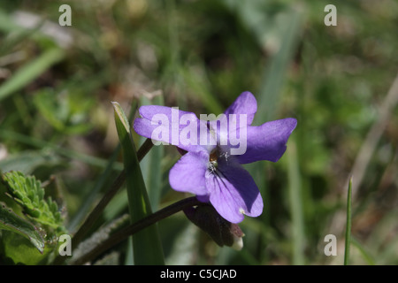 Hairy violet, Viola hirta Stock Photo