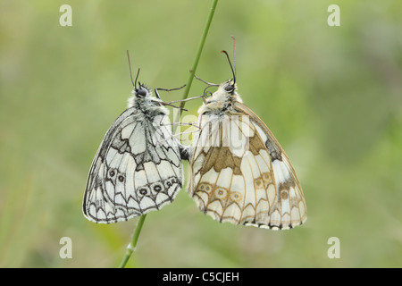 Pair of mating marbled white butterflies, Melanargia galathea Stock Photo
