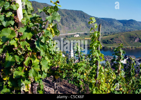 Weinreben auf dem Calmont Moselschleife bei Bremm, Vineyard on the Calmont curve of the Moselle river Stock Photo