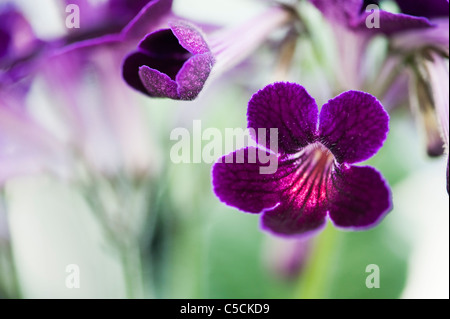 Streptocarpus 'Iona' . Cape Primrose flowers Stock Photo