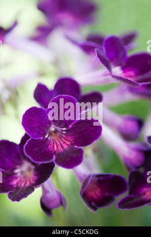 Streptocarpus 'Iona' . Cape Primrose flowers Stock Photo