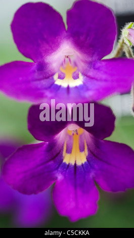 Streptocarpus 'Meagan' . Cape Primrose flowers Stock Photo